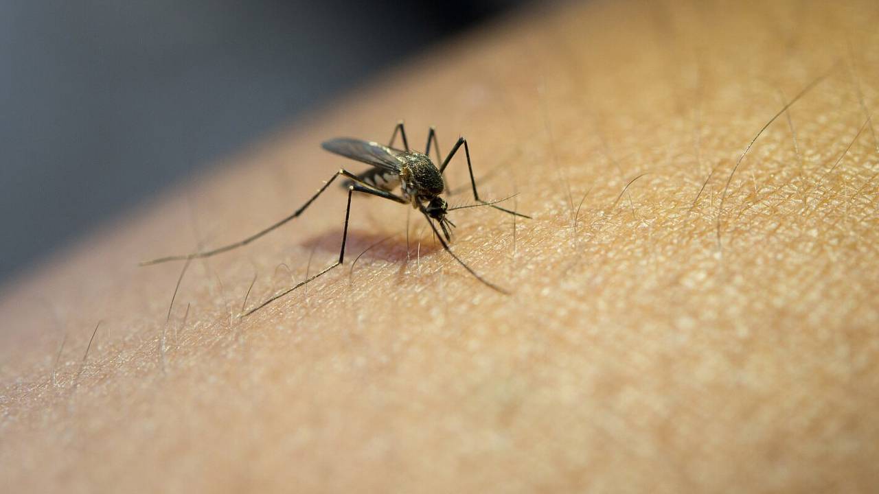Мужчины не стало через пять лет после комариного укуса во дворе его дома