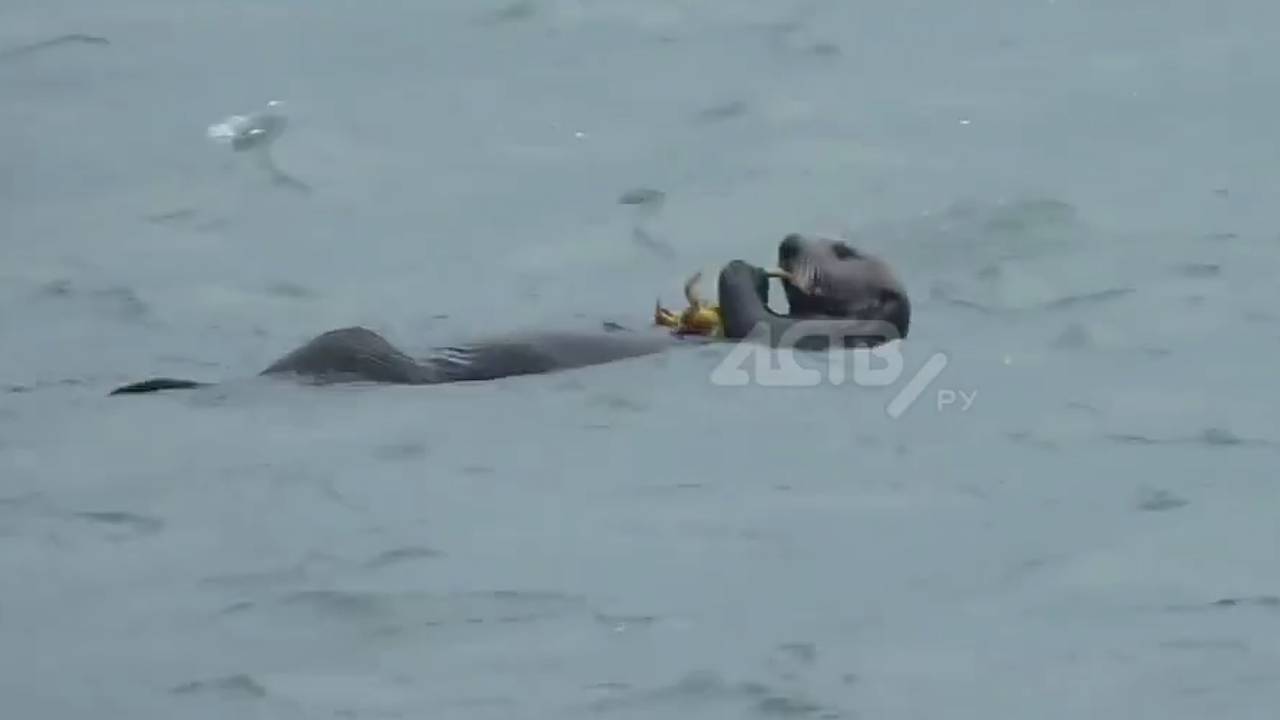 Устроившие игры в море каланы аппетитно поели крабов и попали на видео