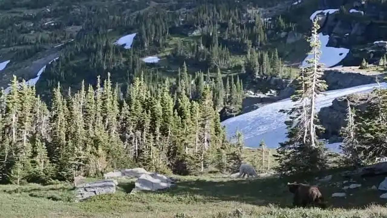 Козлы спасли туристов от медведя