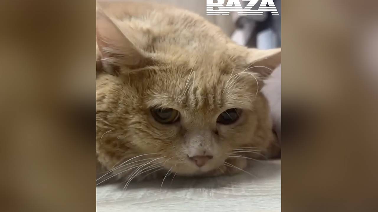 Боровшийся с лишним весом кот Крошик скончался