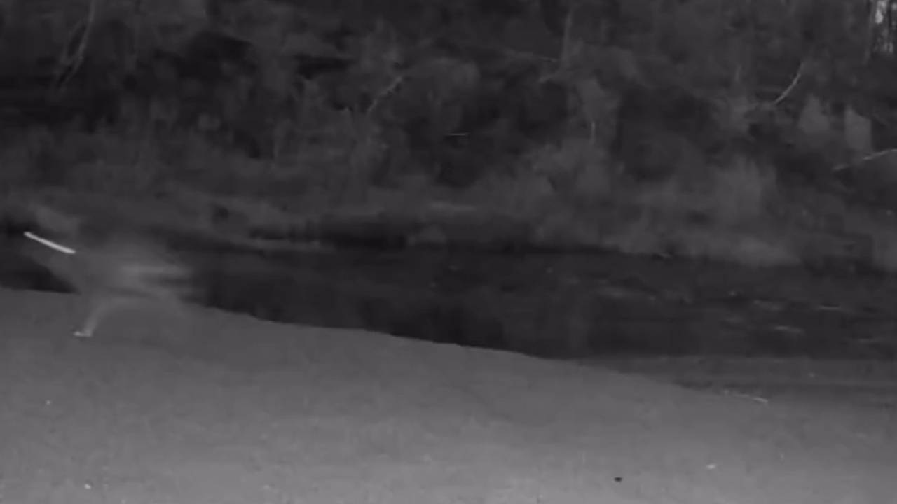 Фотоловушка российского заповедника запечатлела неизвестное существо