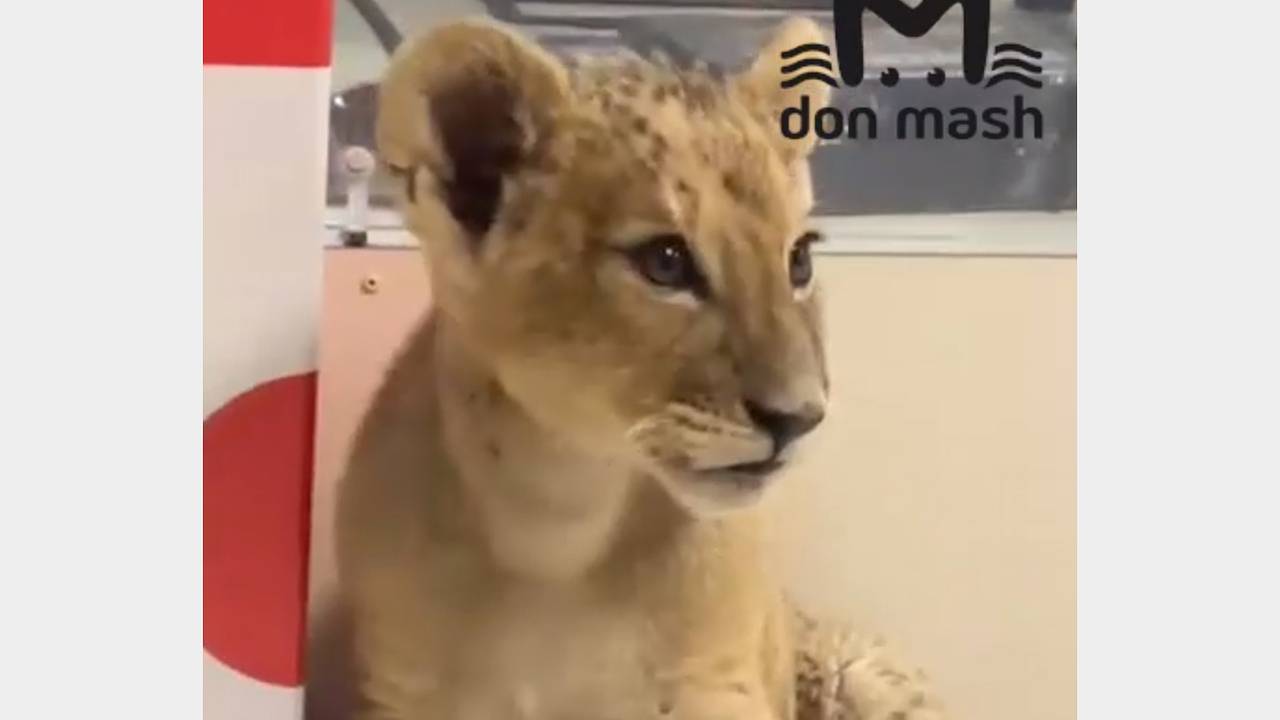 Мальчик из российского хутора принял за кошку найденного на улице львенка