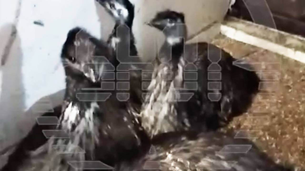 Австралийский страус сбежал с фермы из-за неразделенной любви и неделю скрывался в лесу