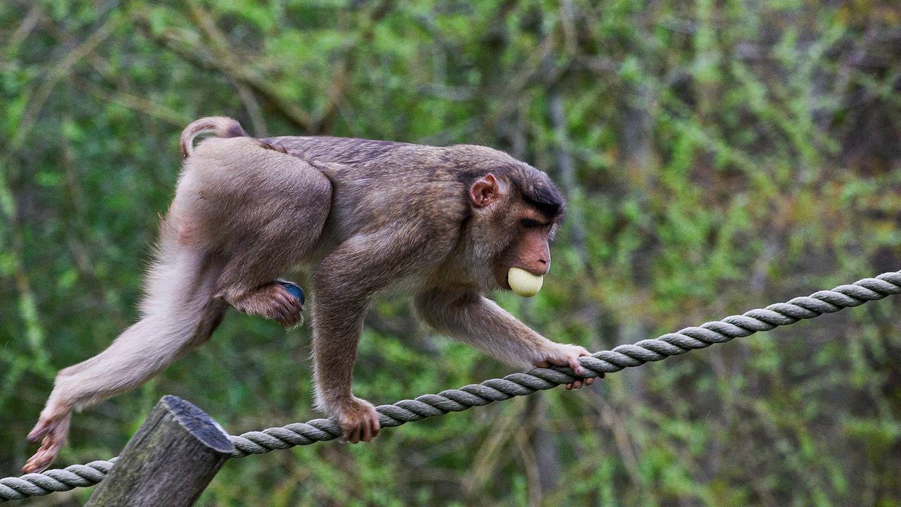 40 беглых обезьян из биолаборатории нашли