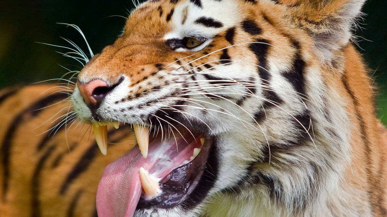 Тигр-людоед съел 25-летнего мужчину и попался в ловушку