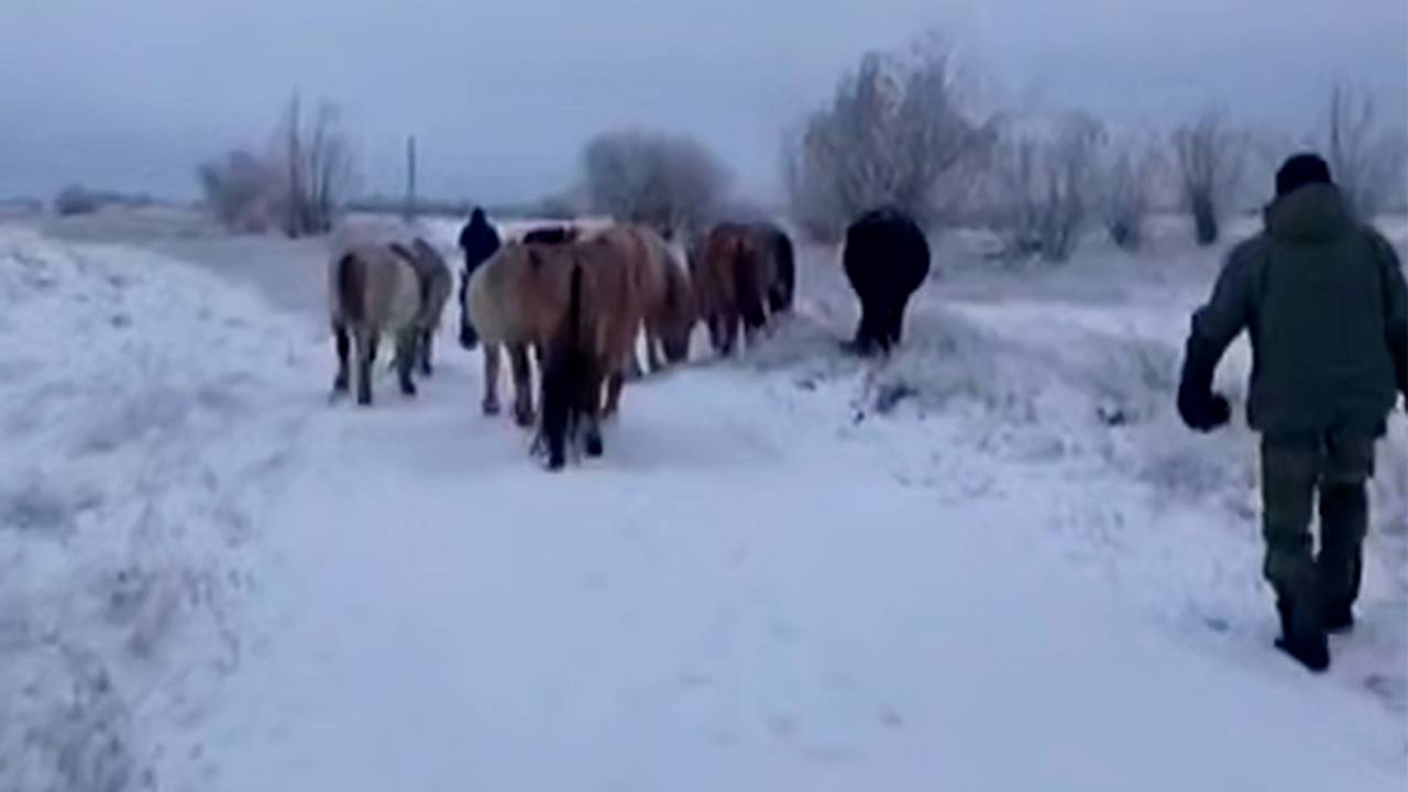 Замеченный в центре российского города табун лошадей отправили на штрафстоянку
