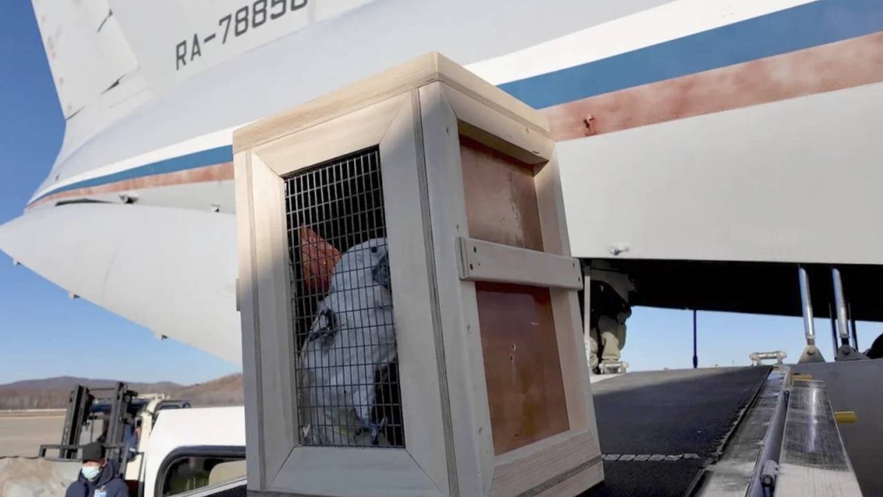 Путин подарил КНДР 70 животных
