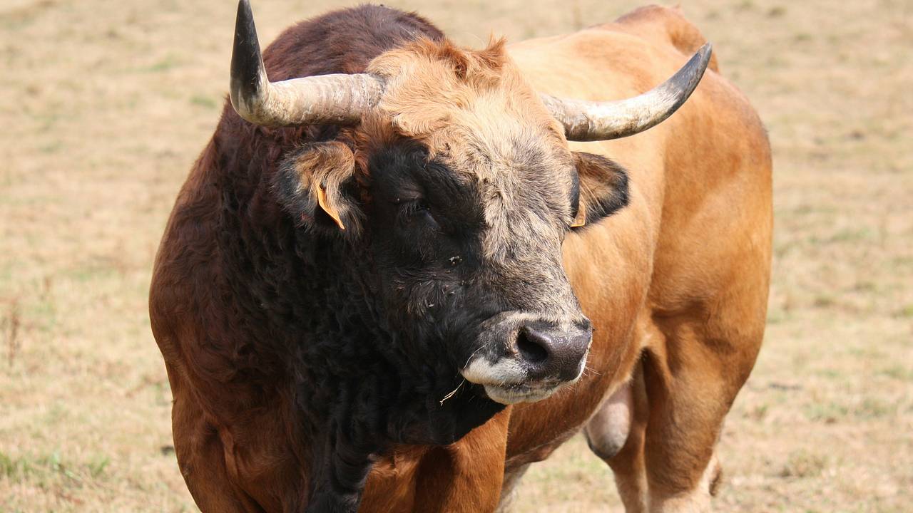 Бык забодал знаменитого смельчака на глазах у сотен зрителей