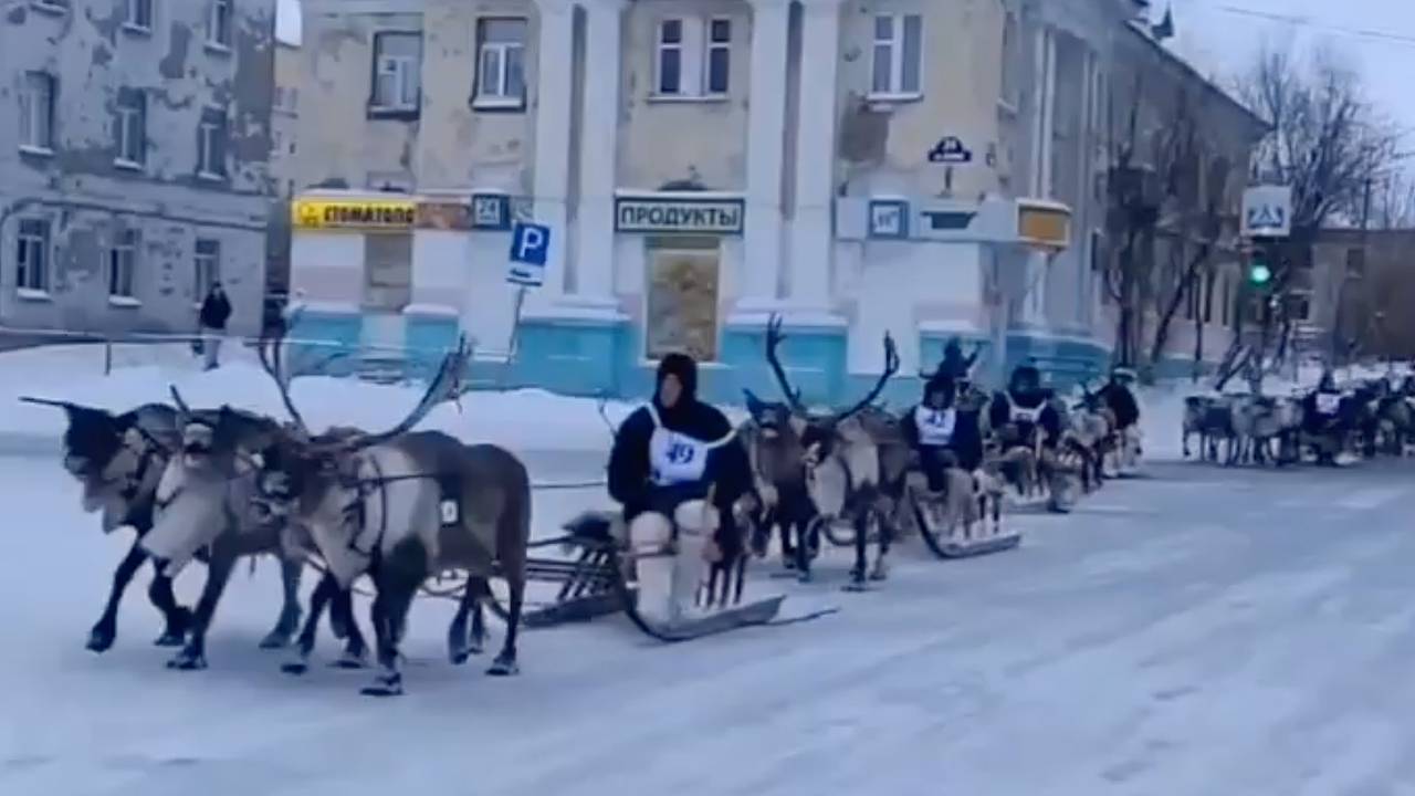 Мчащихся по улицам российского города оленей сняли на видео