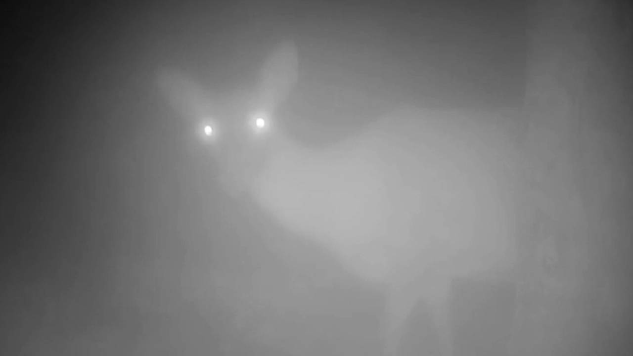 «Страшное видео» с оленем опубликовали в российском заповеднике