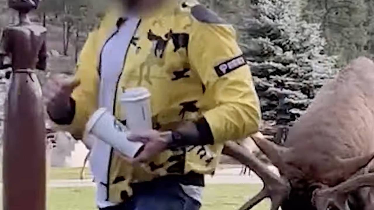 Мужчина спасся от оленя с помощью кофе