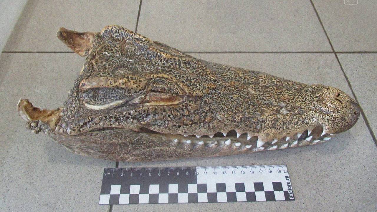 Россиянка вернулась на родину из Таиланда с головой крокодила в багаже