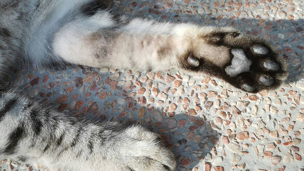 Пропавший на 10 лет кот неожиданно воссоединился с хозяином