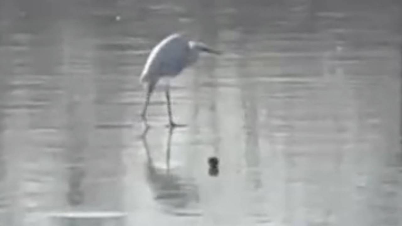 Редкая птица нашла в Приморье место для зимовки