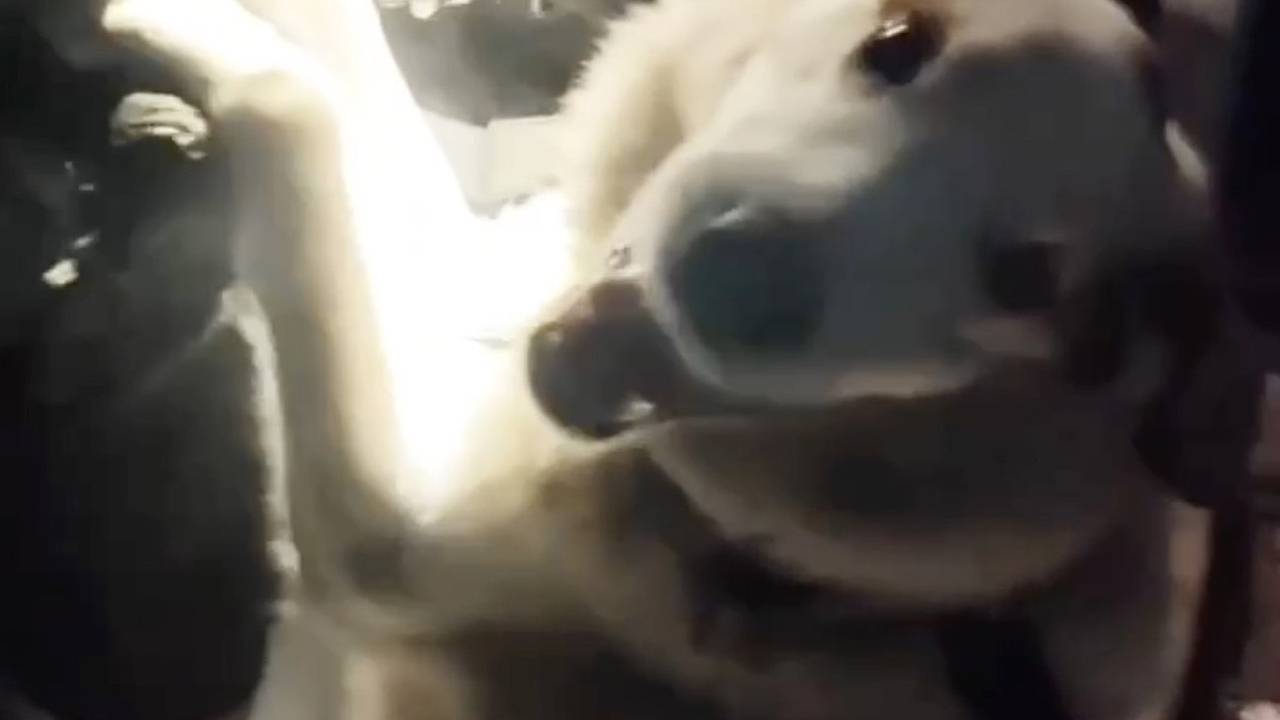 Собака-героиня спасла семью во время пожара в российском городе