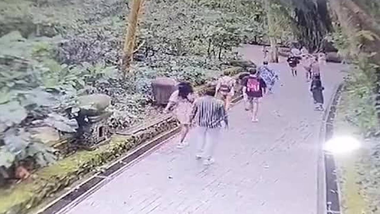 Упавшее дерево раздавило туристов в лесу обезьян на Бали