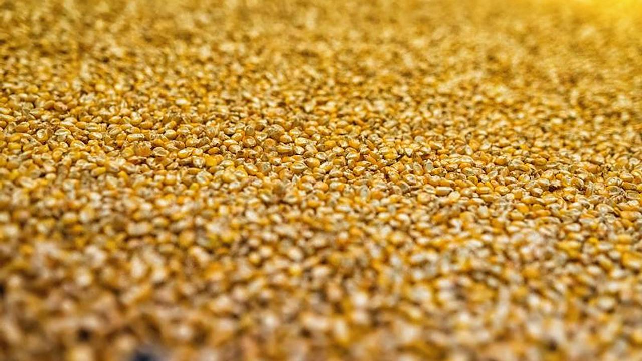 Из-за клопа в Россию запретили ввозить семена из четырех стран