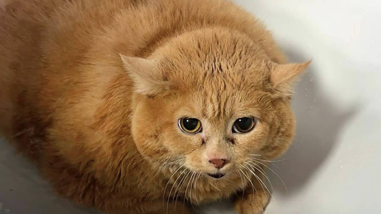 Раскрыта причина смерти боровшегося с лишним весом кота Крошика