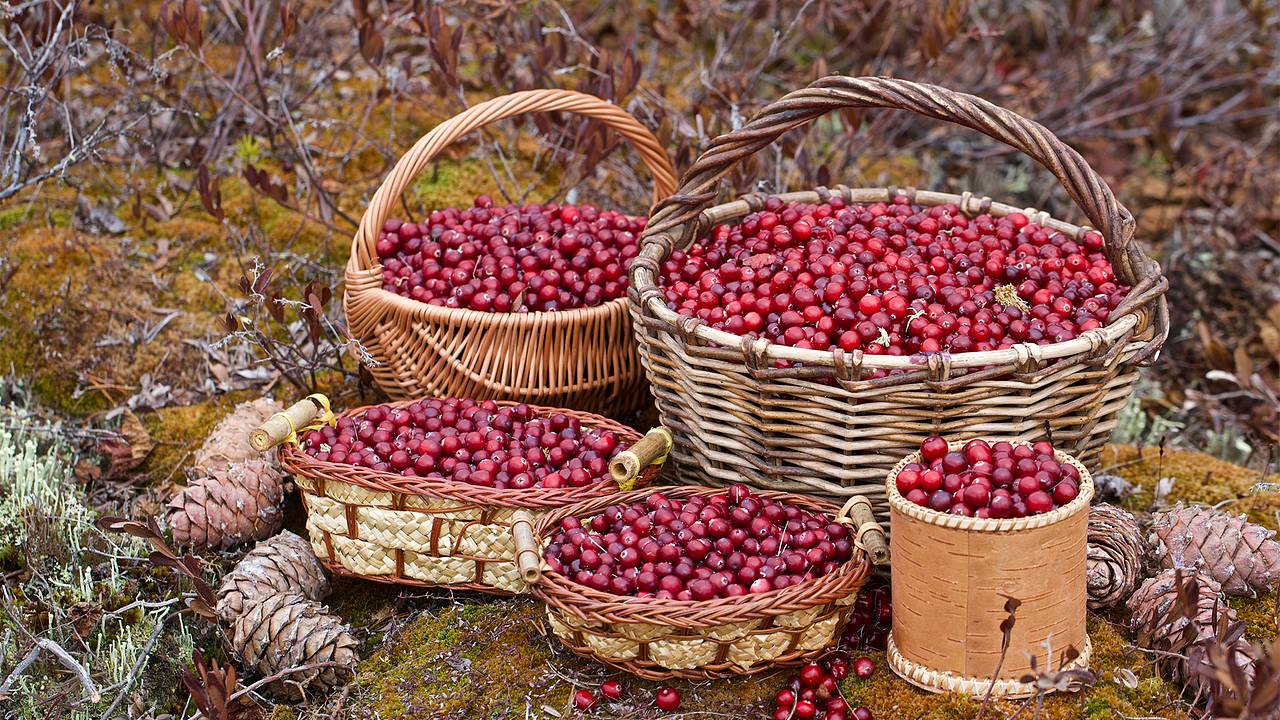 Россиянам посоветовали есть несколько продуктов для укрепления иммунитета