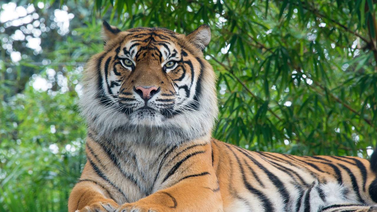 Тигр съел 60-летнего мужчину