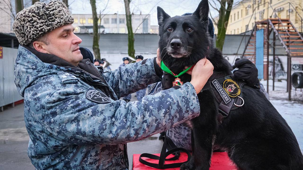 Служебную собаку впервые наградили медалью Росгвардии в Петербурге