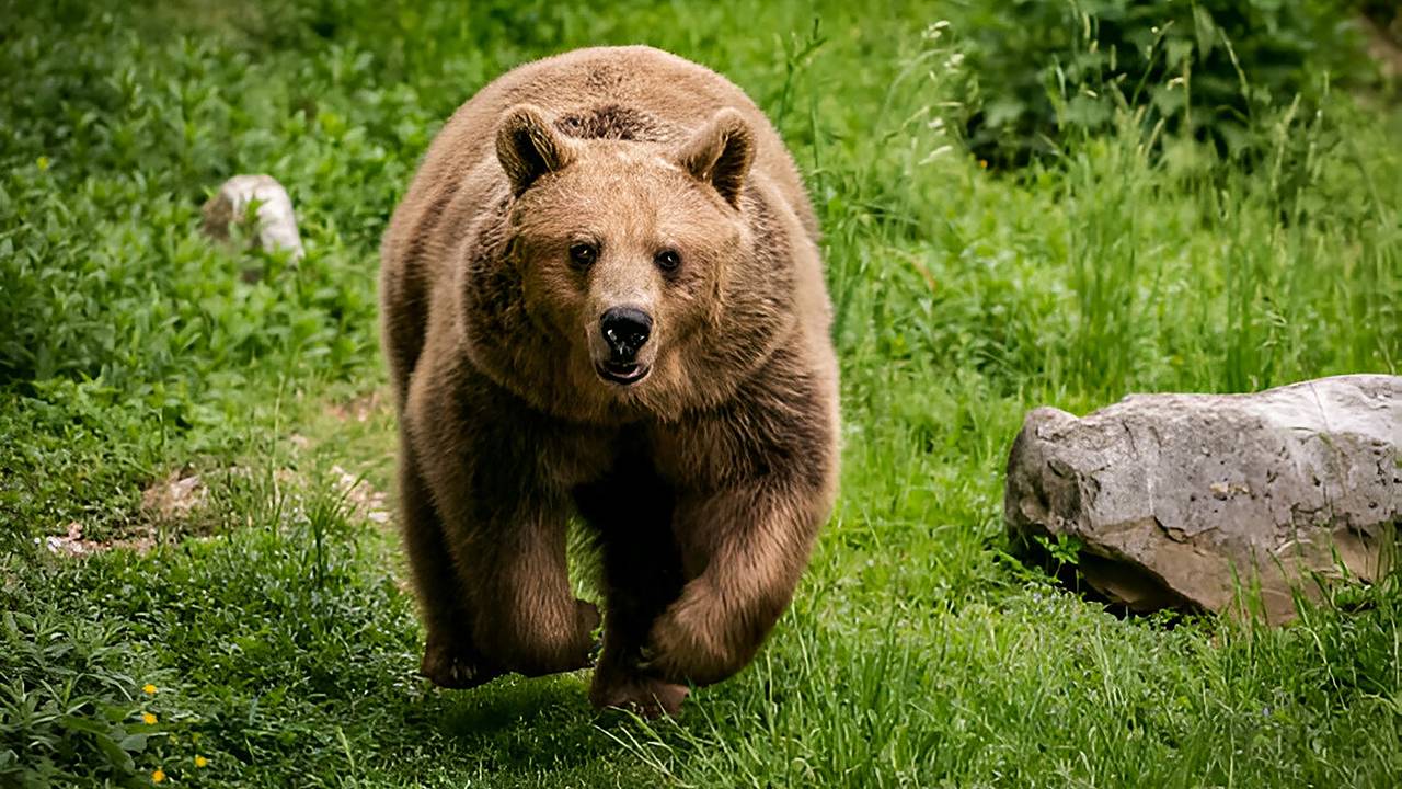 Медведь выскочил из кустов и набросился на мужчину