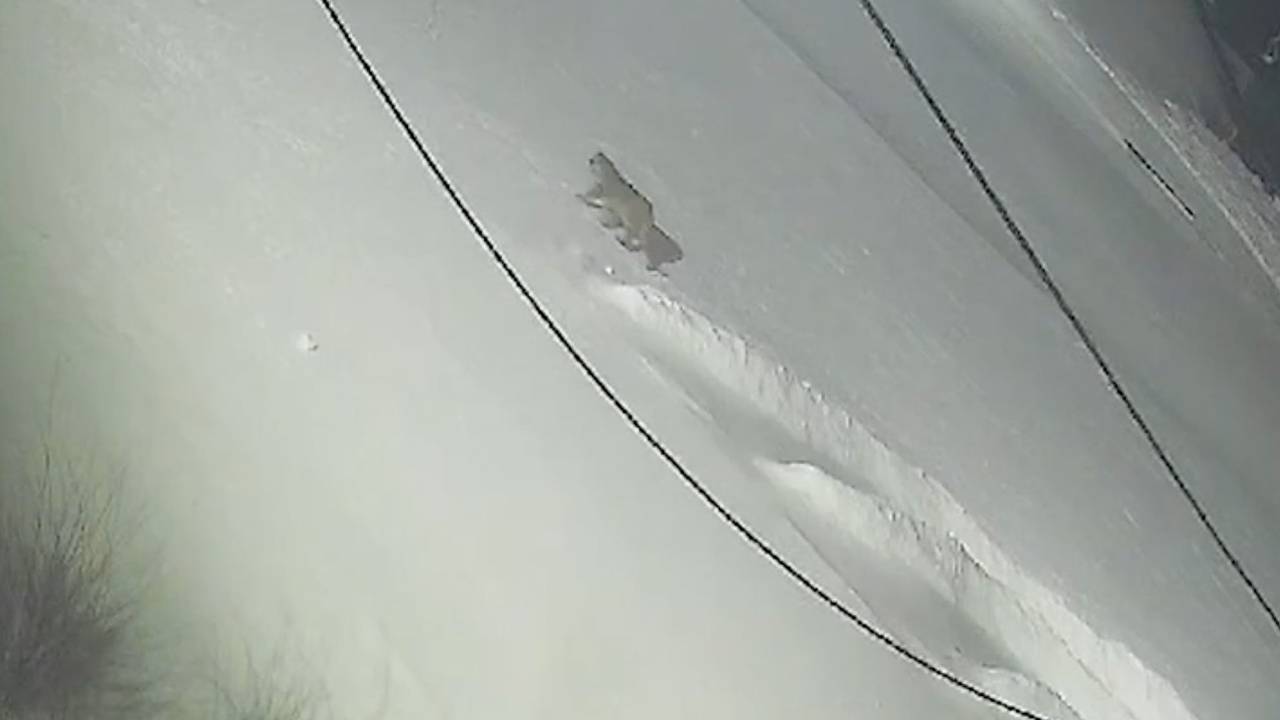 Домашний тигр сбежал во Владивостоке и попал на видео