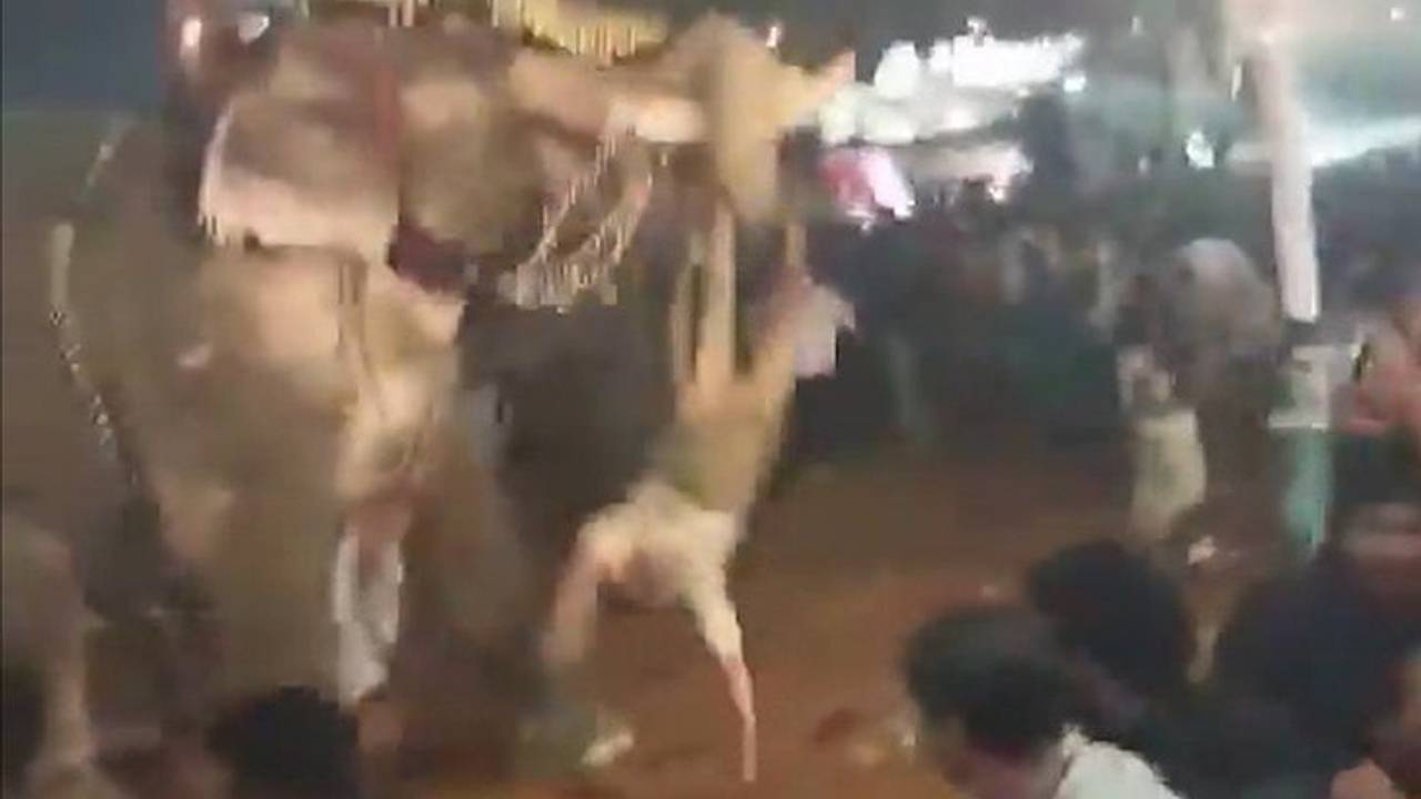 Атака слона на участников фестиваля попала на видео