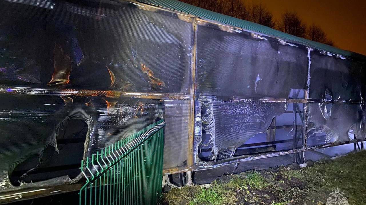 В российском регионе погибли шесть зебр при пожаре