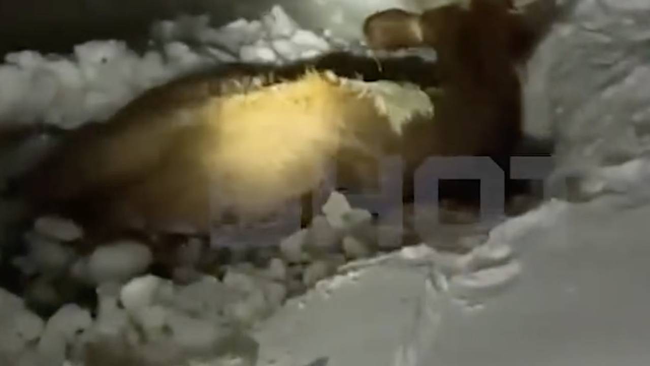 В российском регионе семь часов спасали провалившуюся под лед корову