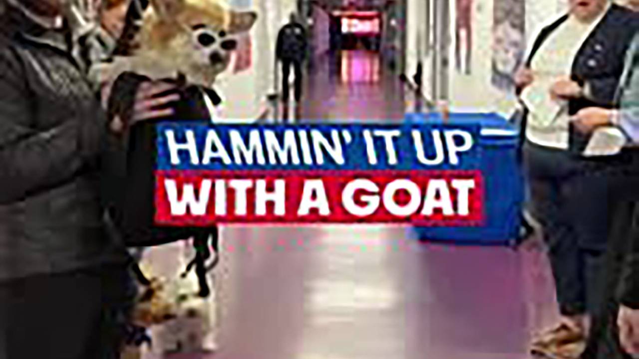 Овечкин появился на матче НХЛ с двумя корги