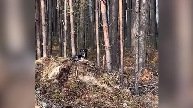 Как границу Белоруссии и Украины завалили валунами и ежами. Видео