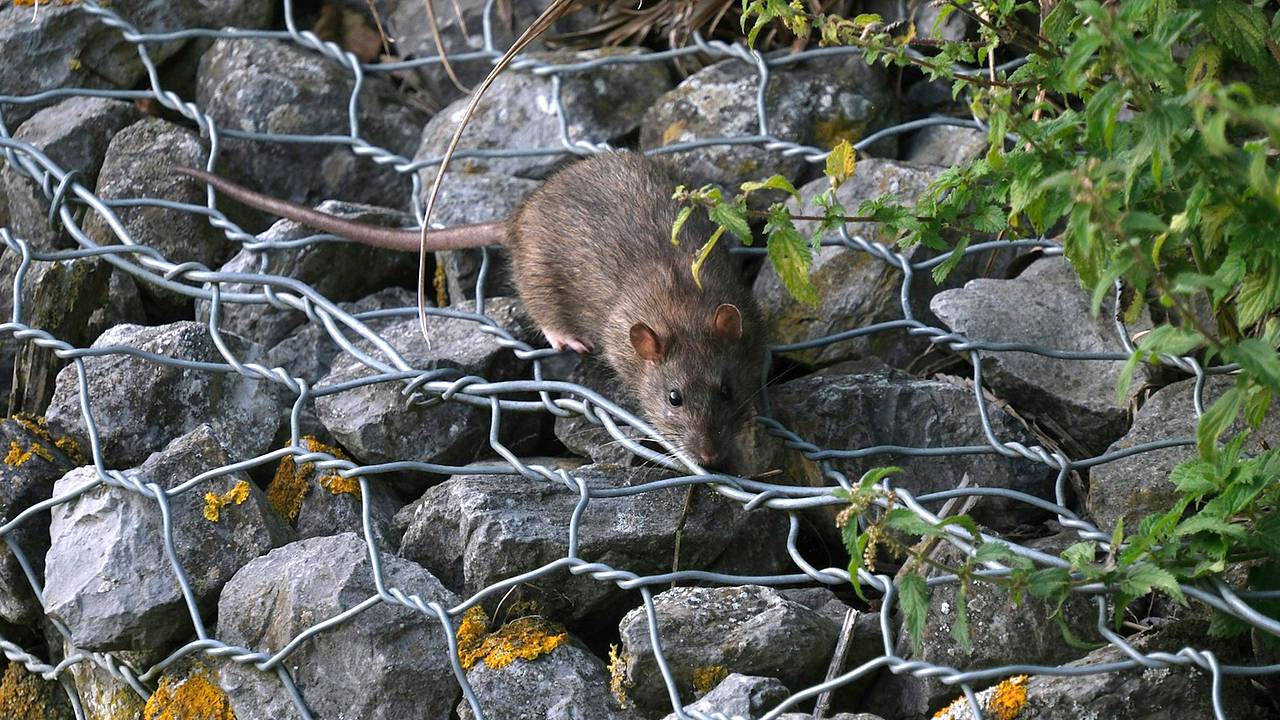 Крысы-наркоманы захватили гору марихуаны на складе полиции