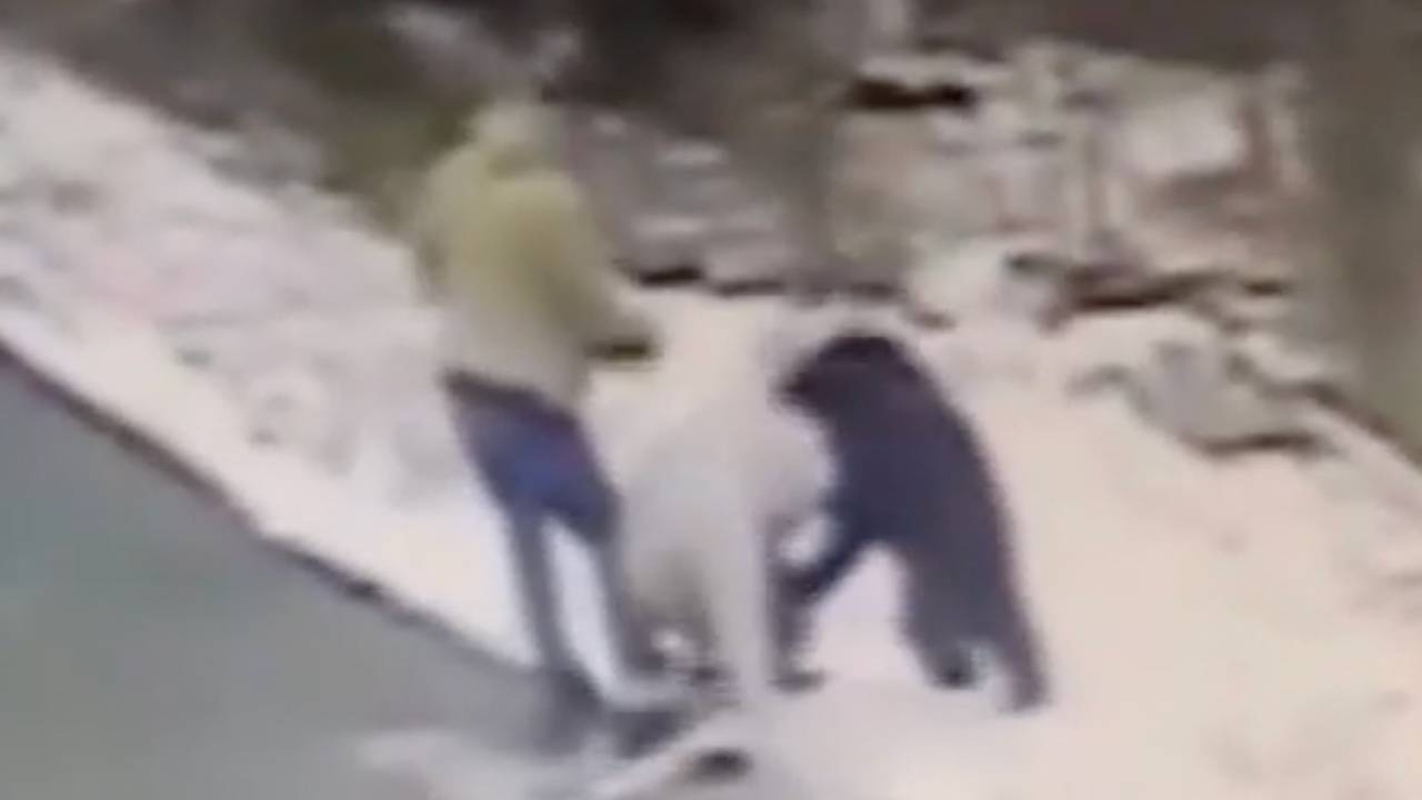 Мужчина спас соседа от медведя и попал на видео