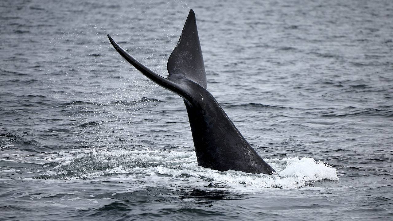 Британские моряки приняли испускающего газы кита за русский подводный дрон