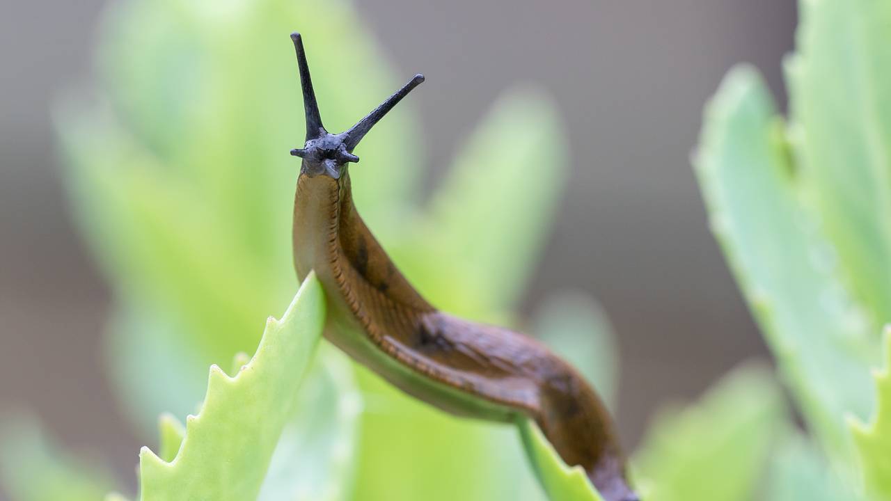Дачников призвали прогонять слизней с участка зубным порошком