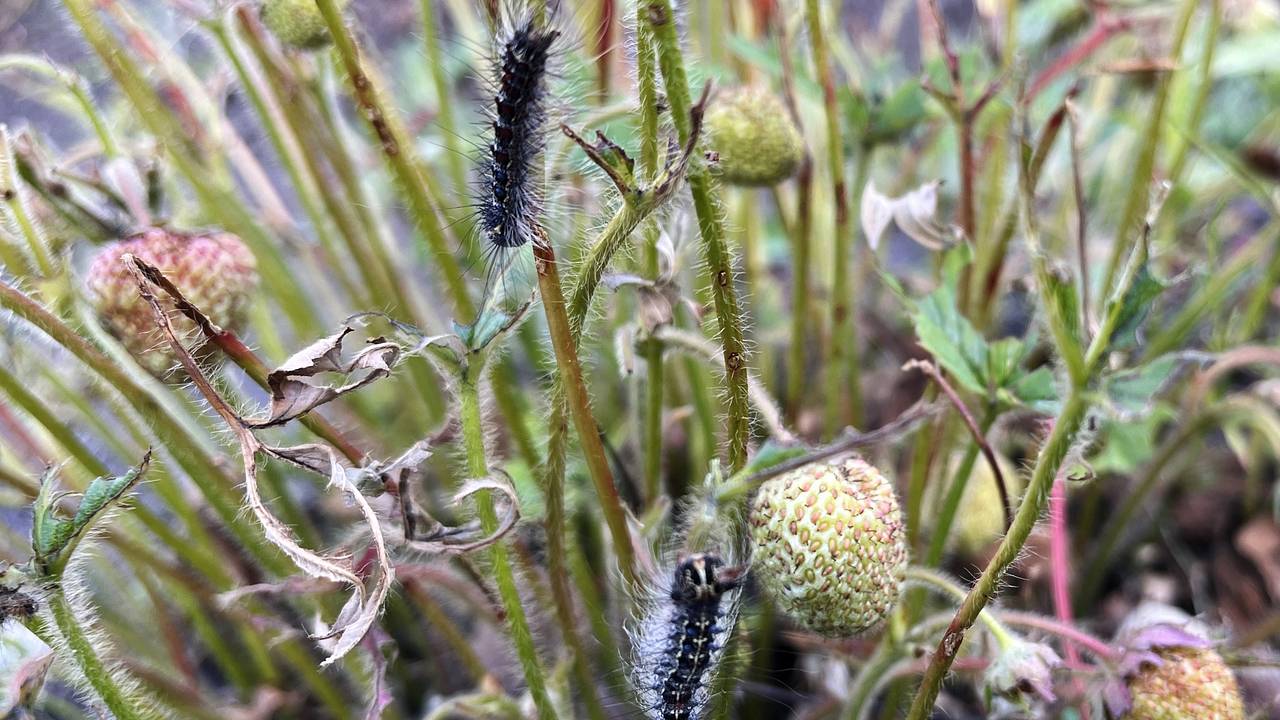 Вероятность нашествия насекомых в России из-за аномально теплой зимы оценили