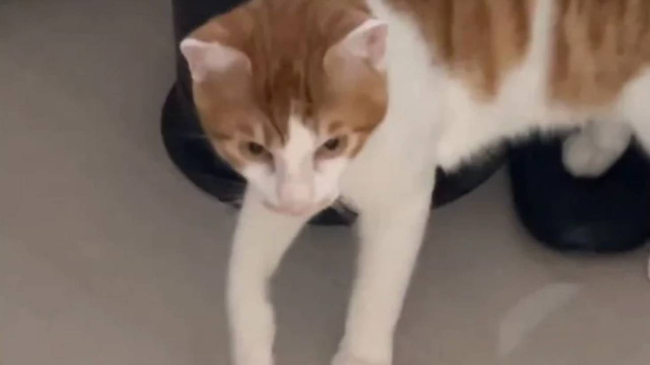 Кошка устроила потоп в квартире хозяйки