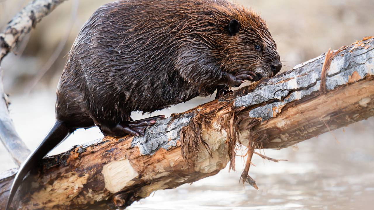 Бобры построили плотины за два дня и сэкономили Чехии миллионы долларов