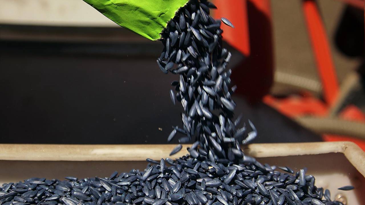 Россия резко сократила импорт семян