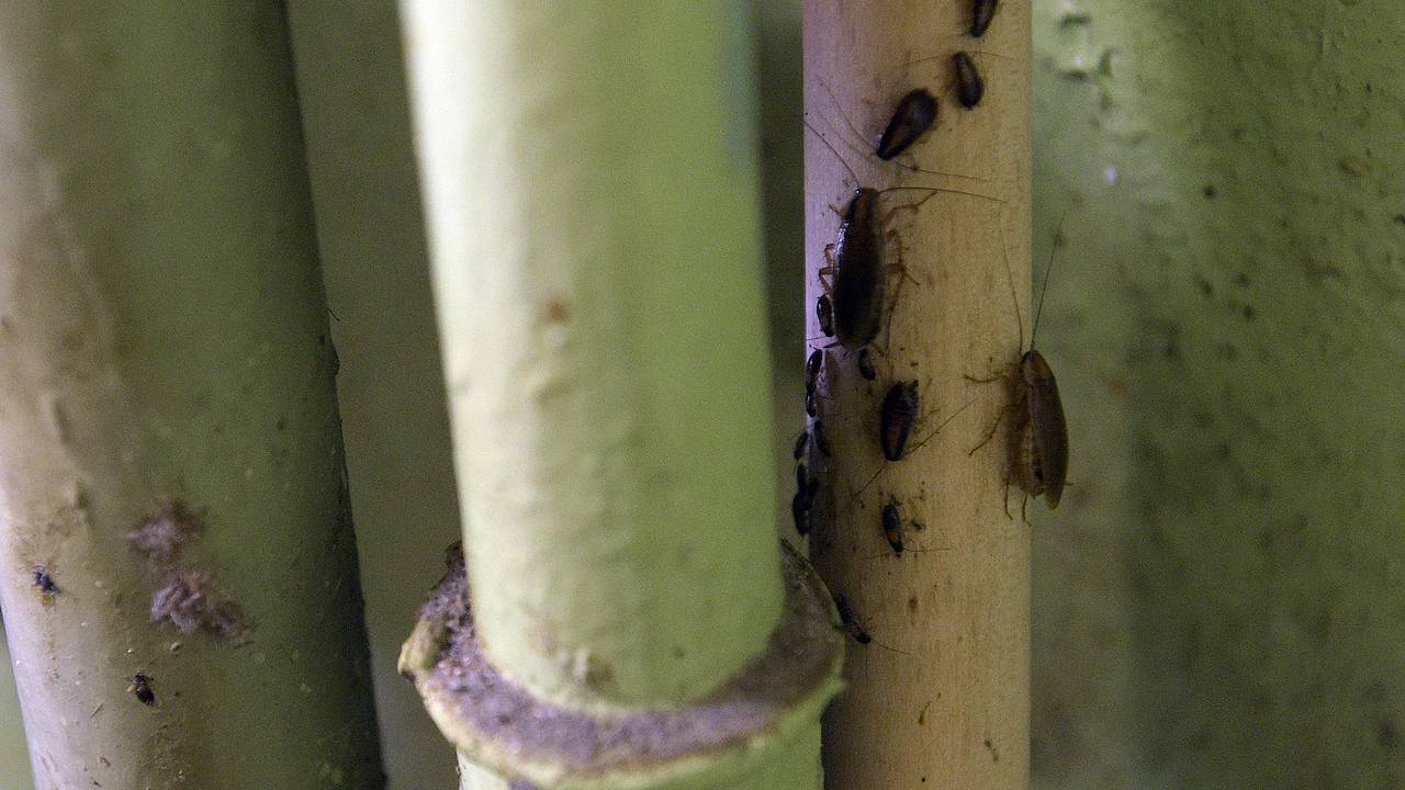 В российском городе пьющий сосед устроил в квартире свалку с тараканами и клопами