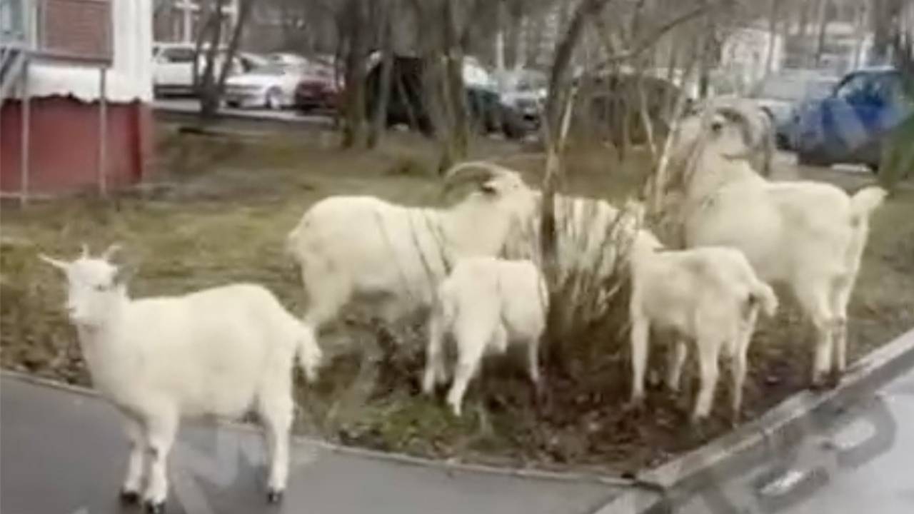 Бутовские козы вышли на прогулку и попали на видео