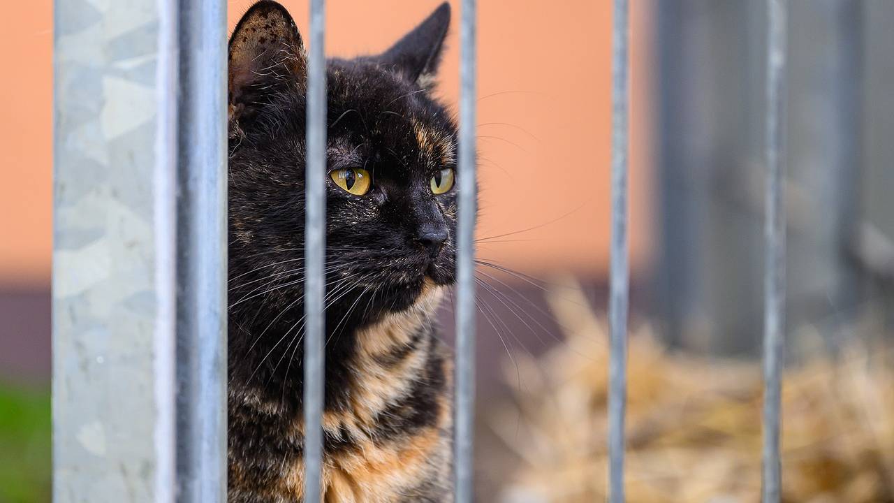 Приют для котов предложил акцию по кастрации бывших возлюбленных