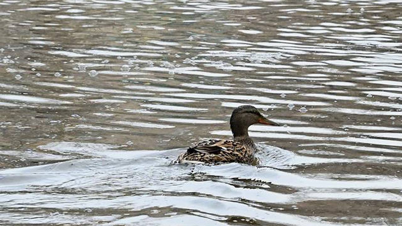 В Москве спасли утку