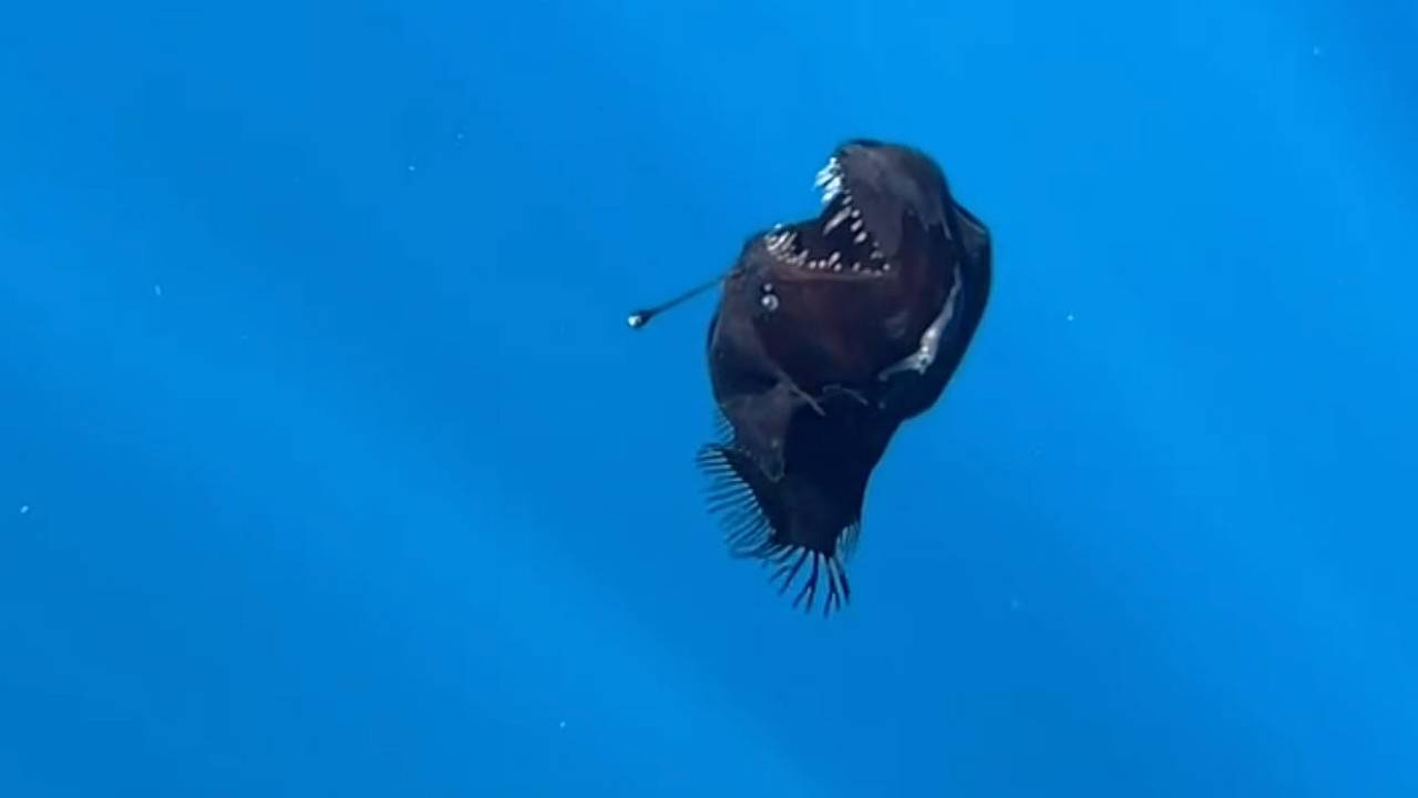 Жуткого морского черта заметили у Канарских островов и первый раз сняли на видео днем