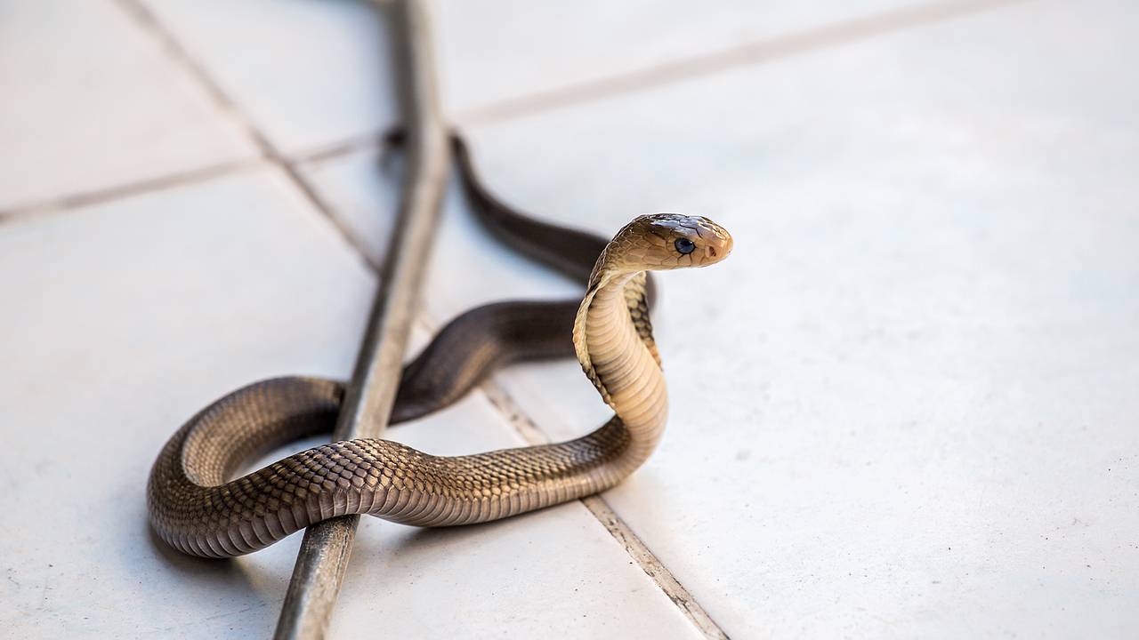 Москвичка засосала пробравшуюся в ее квартиру змею