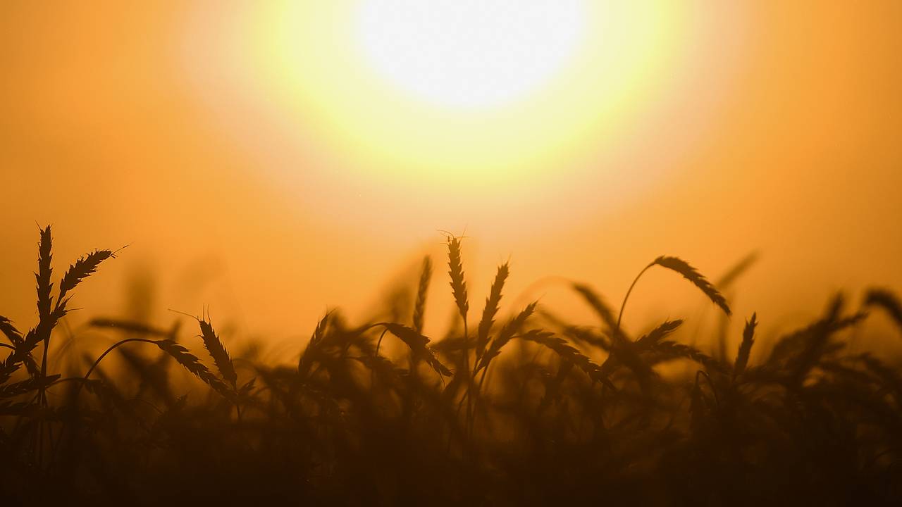 Опасность теплой бесснежной зимы для урожая оценили