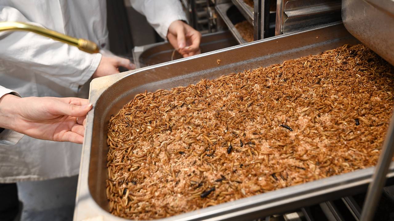 В ЕС разрешили использовать порошок из мучного жука в продуктах