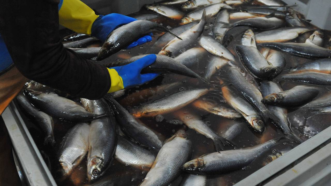 В России подешевел один вид рыбы