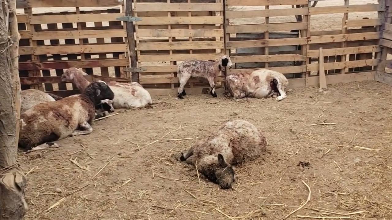 «Чупакабра» растерзала 24 козы и овцы за неделю